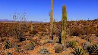 Cover art for Sonoran Desert 