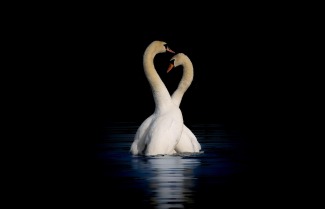 Cover art for Swan Lake