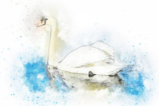 Cover art for The Swan